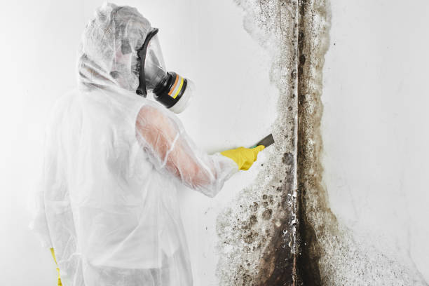 Best Commercial Mold Removal  in De Soto, IA