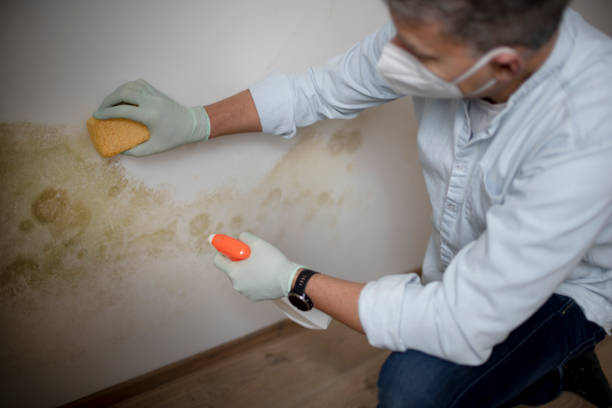 Best Mold Removal Process  in De Soto, IA
