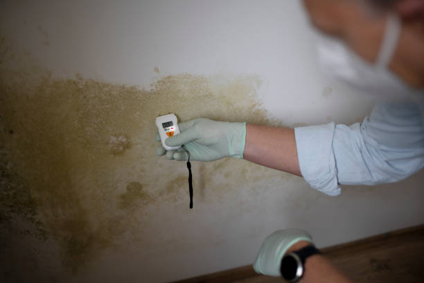 Mold Removal Process in De Soto, IA