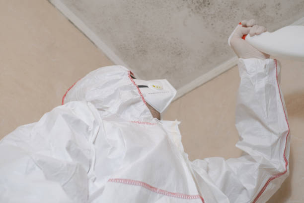 Best Same-Day Mold Removal  in De Soto, IA